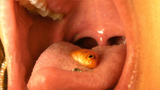 Goldfish Swallowing